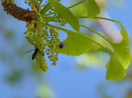 Image result for Hyparrhenia pilgeriana