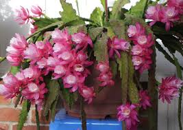 Put them in a glass or vase with water and leave until roots appear at the cuttings. Epiphyllum Cactus Info How To Grow Curly Locks Cactus Dummer Garden Manage Gfinger Is The Best Garden Manage App