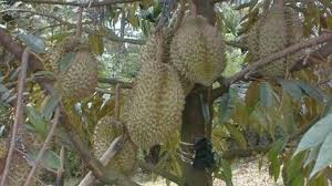 Bagi sebagian orang buah durian merupakan buah yang harus dihindari lantaran baunya yang menyengat serta rasanya yang sangat manis. Empat Penyakit Pada Durian Nomor Empat Bisa Jadi Karena Kualitas Benihnya Yang Buruk Info Tanaman Buah