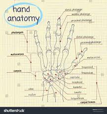 Image result for Hand Anatomy