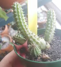 Image result for Huernia aspera