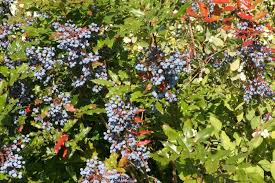 Image result for Psychotria mahonii