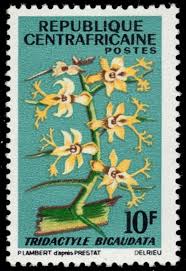 Image result for Tridactyle bicaudata