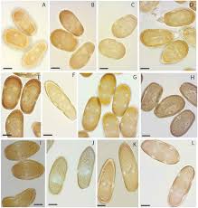 Image result for Lycium schizocalyx