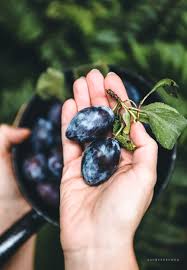 • zwetsche, zwetschke, prunus domestica, quetsche. Zwetschge Warenkunde Backstubchen