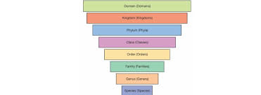 Levels Of Taxonomy Taxonomy