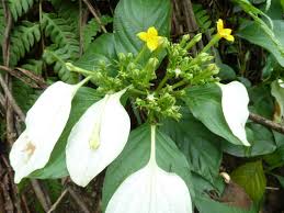 Image result for Mussaenda rivularis