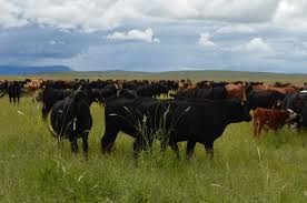 The Meat That Mitigates Climate Change Livestock Farming