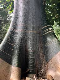 Image result for Hildegardia