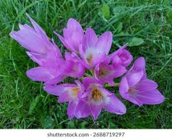 Image result for Colchicaceae