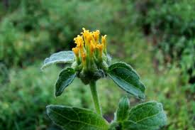 Image result for Sclerocarpus africanus