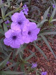 Mexican Petunia Mexican Petunia Or Ruellia Brittoniana Is A Perennial Shrub That Grows To Be About Three Feet High And Th Flower Pots Perennial Shrubs Plants