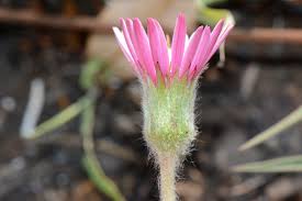 Image result for Gerbera viridifolia