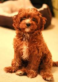 Cavapoo Adult Puppy Pictures Size Temperament Dog