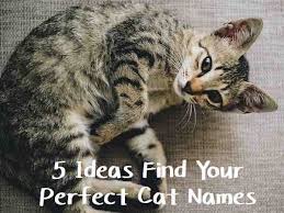 Black And Grey Tabby Cat Personality Black Tabby Cat Cat Names Cats Cat Personalities