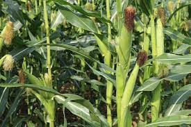 These can occasionally produce two ears. How Many Ears Of Corn Per Plant Tips For Counting Your Corn