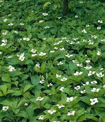 Wikipedia user file upload bot magnus manske; Pin Auf Dieta Garten