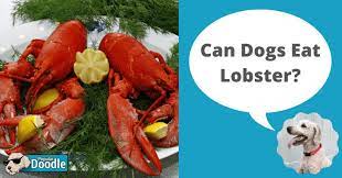 Can Dogs Eat Lobster Is Lobster Good For Dogs