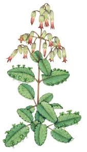 Image result for Bryophyllum pinnatum