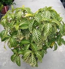 Image result for Sanchezia speciosa