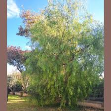 Image result for Schinus molle