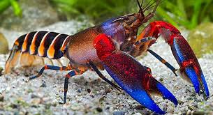 Pembenihan lobster air tawar red claw (cherax quadricarinatus). 10 Langkah Budidaya Lobster Air Tawar Terlengkap