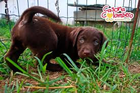 Ti verrà chiesto un contributo mensile di 15€ che può essere. Cani Gatti E Annunci Animali A Bergamo Canile E Gattile A Bergamo Su Bakeca