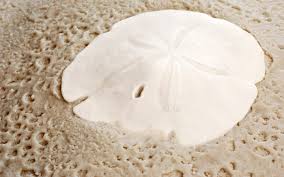 Only 2 available and it's in 11 people's carts. How Much Is A Sand Dollar Worth Wonderopolis