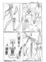 Image result for Schlechterina