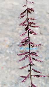 Image result for Dinebra retroflexa