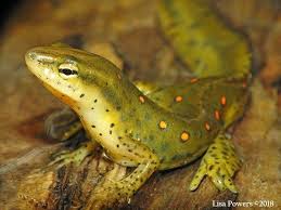 Image result for Dinebra caudata