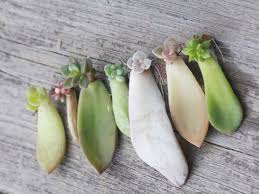 Propagating succulents from leaves is a simple project that requires a few steps and a couple supplies. How To Root A Succulent Leaf World Of Succulents