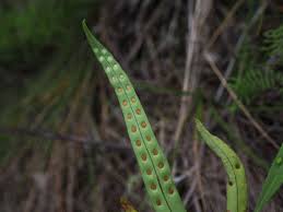 Image result for Lepisorus excavatus