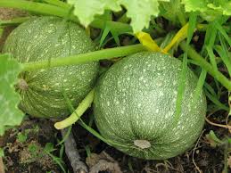 Maybe you would like to learn more about one of these? Round Zucchini