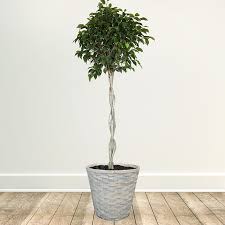 Image result for ficus benjamina en casa