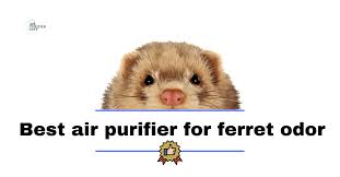 Get the tiny candles and burn like 4 of them in the room the ferrets were kept and then get a big one to just burn wherever. 7 Best Air Purifier For Ferret Odor 2021