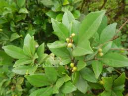 Image result for Toddalia