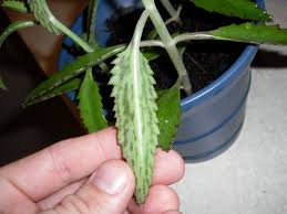 If you live in a dry area where soil loses moisture fast, then you'll want to water once every 2 days. Are You Ready For The Mother Of Thousands