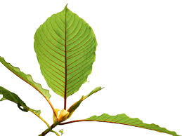 Image result for Mitragyna stipulosa