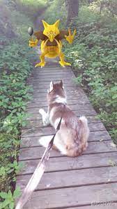53 Perfectly Timed Pokemon Go Screenshots Ign Pokemon Go Photos Pokemon Pokemon Go
