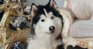 The cost of a welsh corgi usually varies depending on several factors. The Perfect Corgi Mix To Make Your Life Happier Ultimate Guide