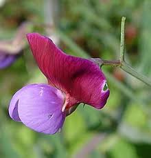 Image result for Lathyrus