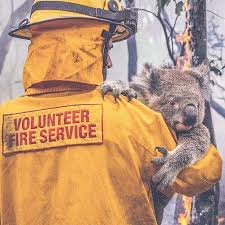 Our Home Is A Natural War Zone 500 Million Animals Lost Almost 15 Million Acres Destroyed That S Almost Seven Times The Amount Of B In 2020 Animals Koala Koala Bear