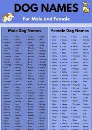 So if you're looking for a name for your new female dog you've come to the right place. Dog Names Most Popular Male And Female Dog Names Female Dog Names Cute Names For Dogs Boy Dog Names