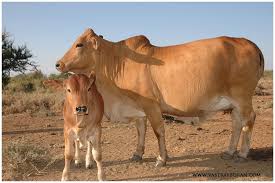 We did not find results for: The Boran God S Gift To Cattlemen Vastrap Boran