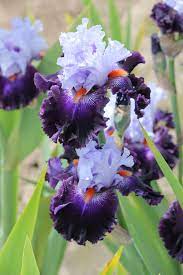Photo Of The Bloom Of Tall Bearded Iris Iris Honourable Lord Posted By Aruba1334 All Things Plants Iris Flowers Iris Garden Beautiful Flowers