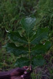 Image result for Commiphora zanzibarica