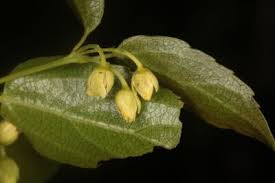 Image result for Huaceae