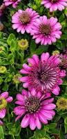 Image result for foto Osteospermum