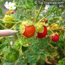Image result for Solanum richardii